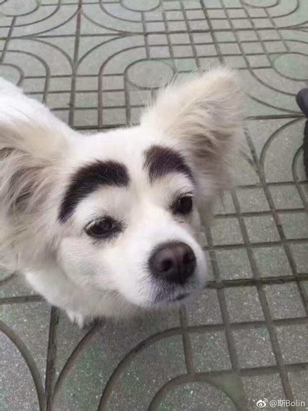 狗帶財 眉毛形狀